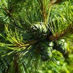 Cedarwood